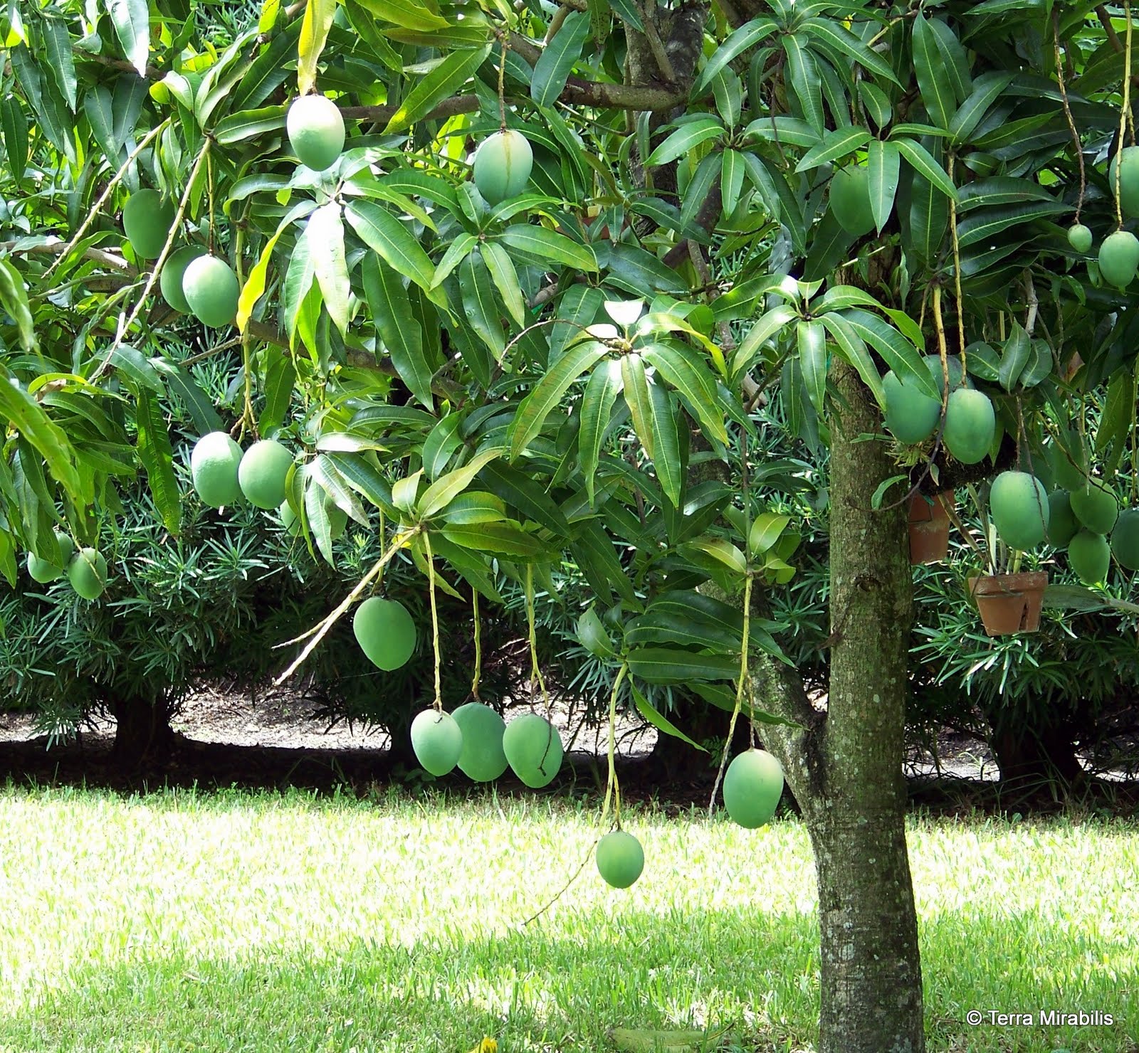 Terra Mirabilis Mangoes!