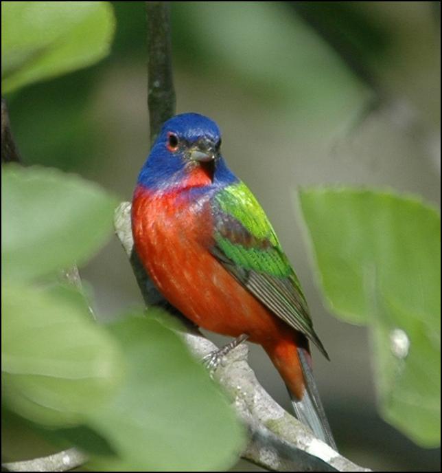 Terra Mirabilis Fall migration