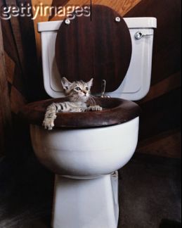 [cat_toilet.jpg]