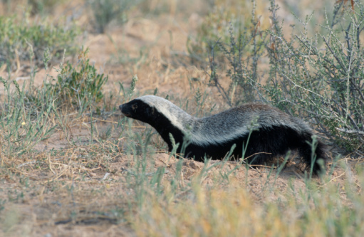 Miley Cyrus 2011: honey badger vs snake