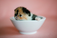 Rice Bowl Kitten