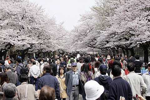 [cherry+blossoms+10.jpg]