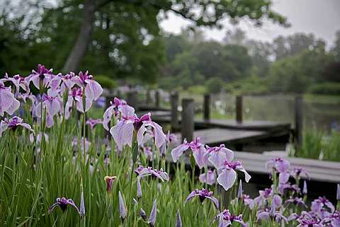 [Garden,+in+St.+Louis1.jpg]