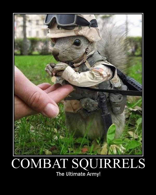combat squirrel