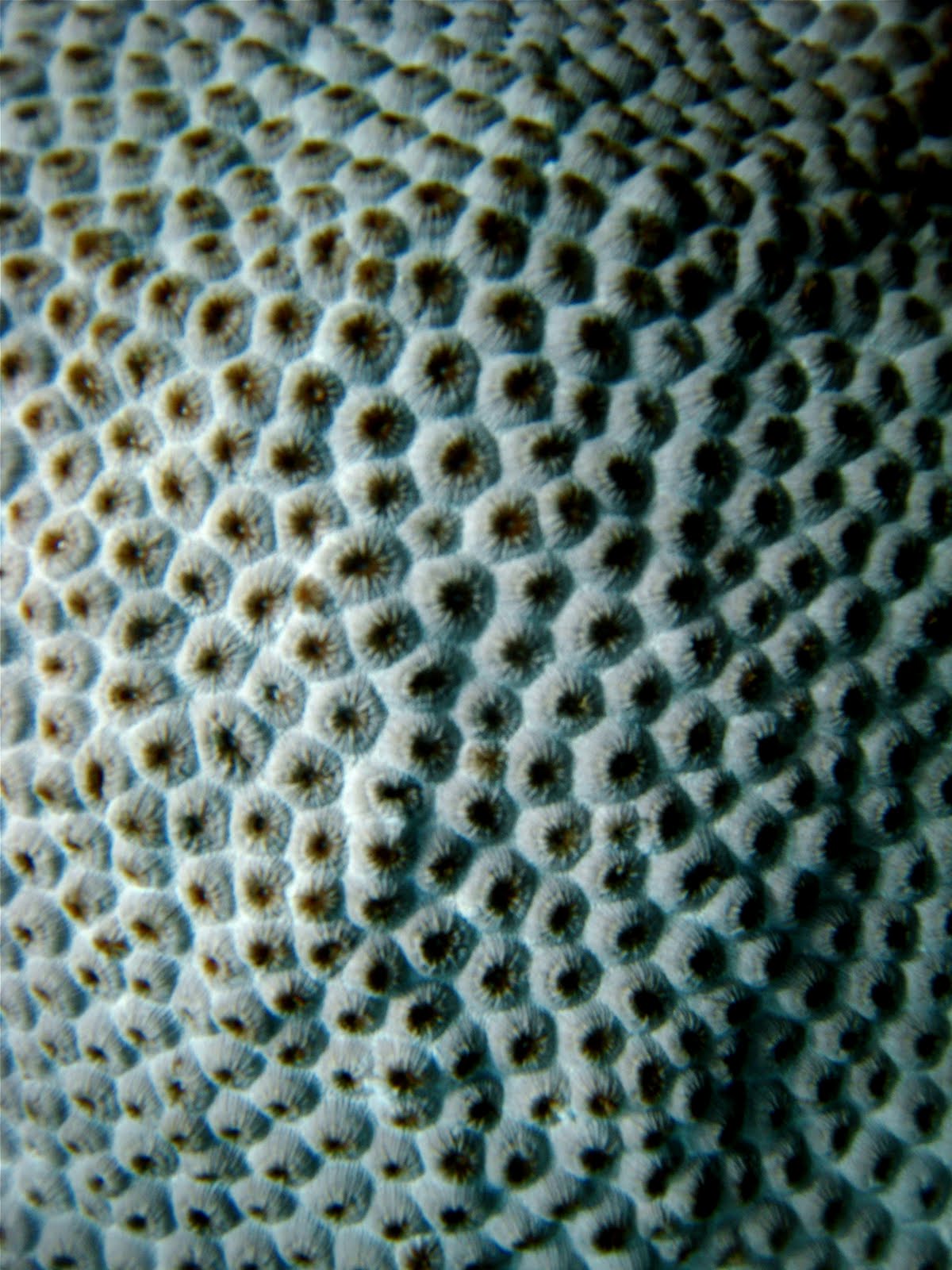 Marine Life of Puerto Rico Coral Species