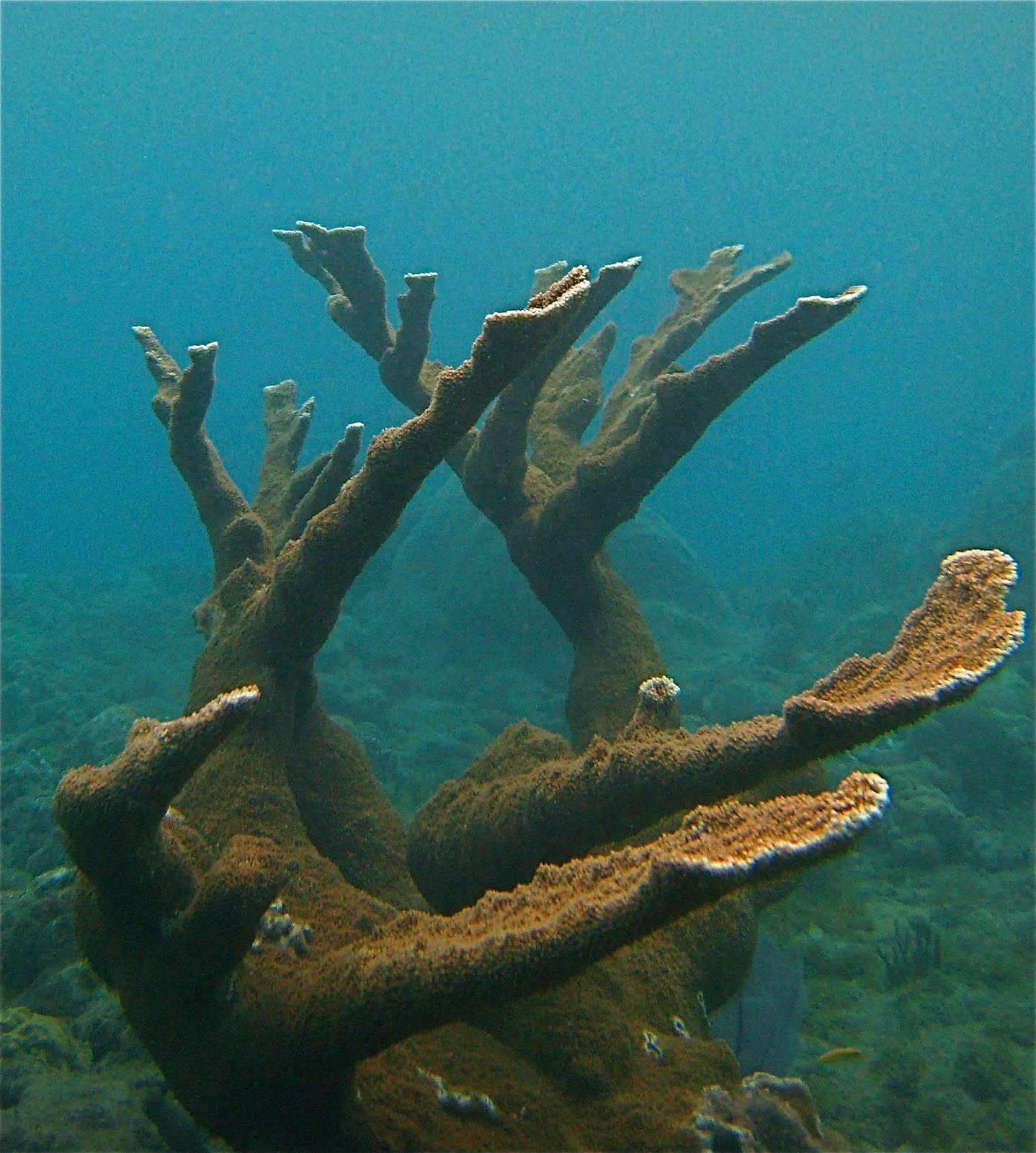 Marine Life of Puerto Rico Coral Species