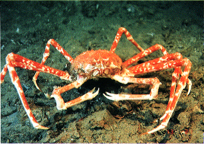 spider_crab.png