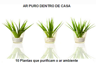 10-plantas-interior-que-purificam-ambiente