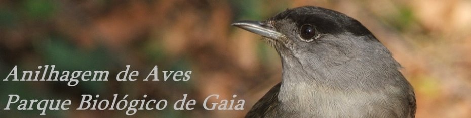 Anilhagem de Aves no Parque Biológico de Gaia