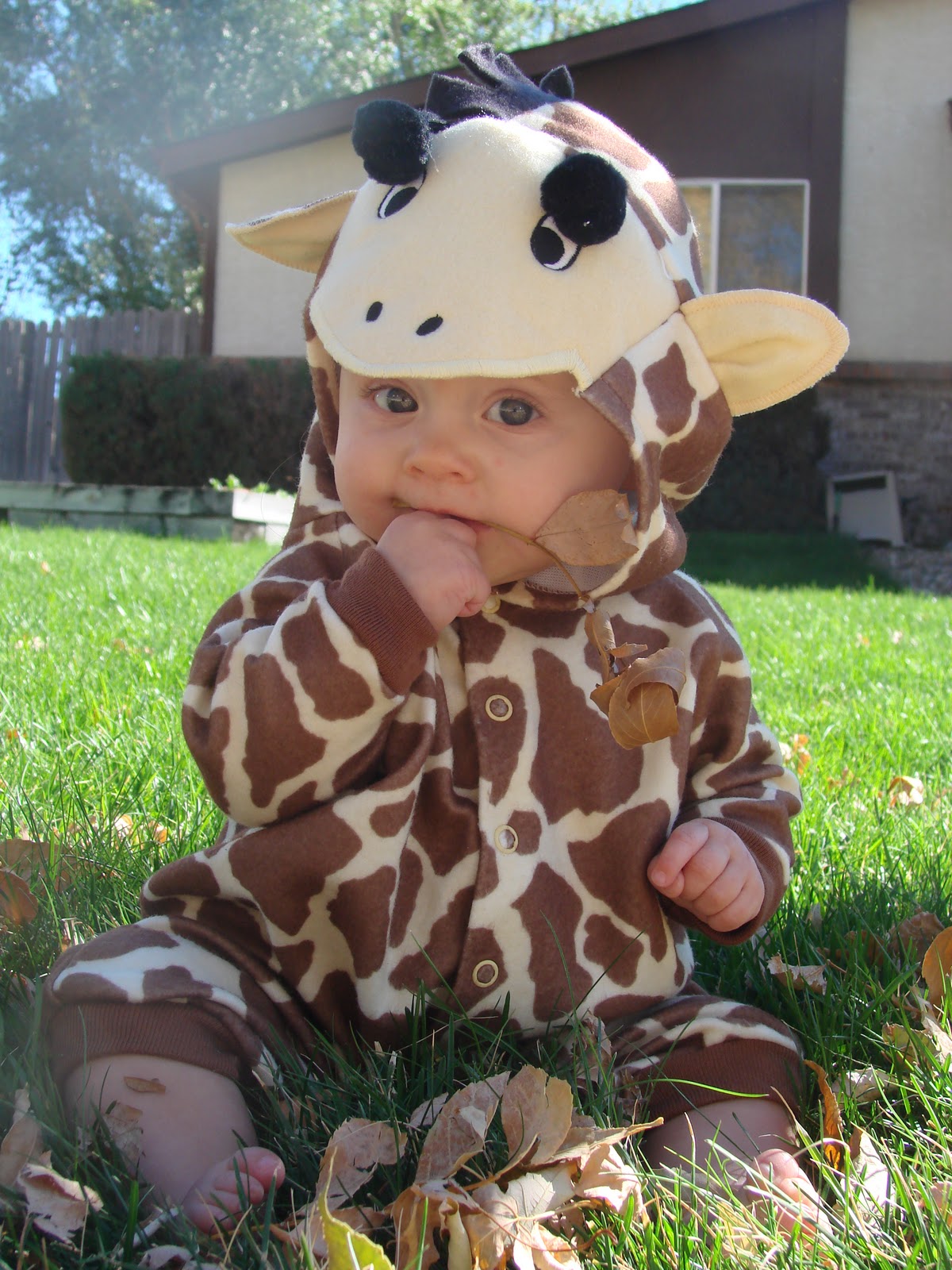 Team Eckert: Do lions eat giraffes??