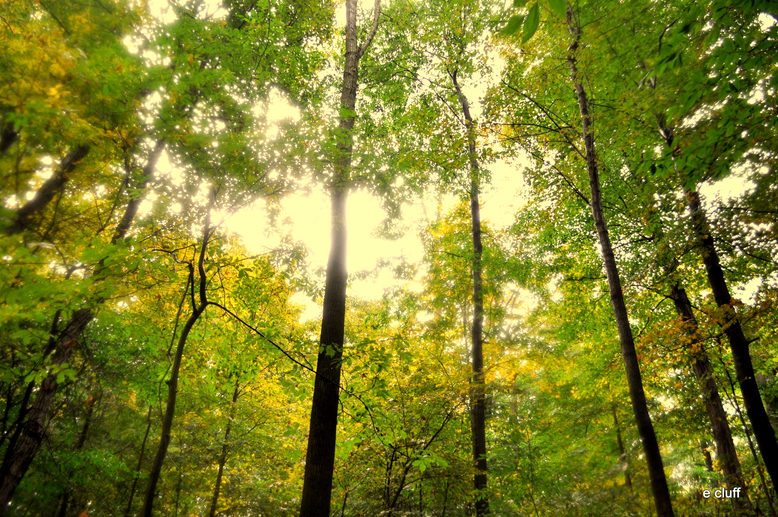 emilee cluff photography portfolio © The Sacred Grove