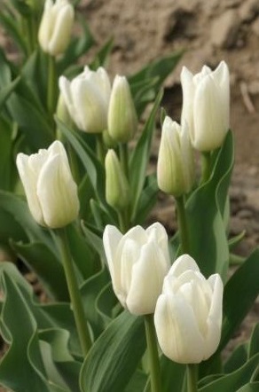 Lalele Pax sau White Triumph lalele pax albe din clasa triumph