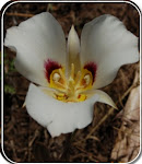 Utah's State Flower - Sego Lilly