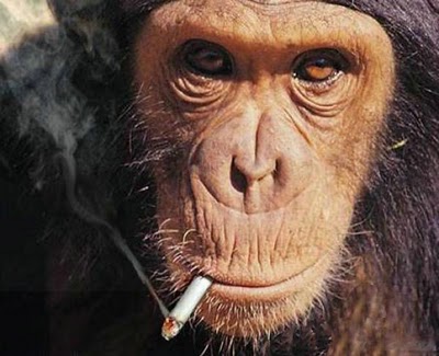 gambar monyet merokok