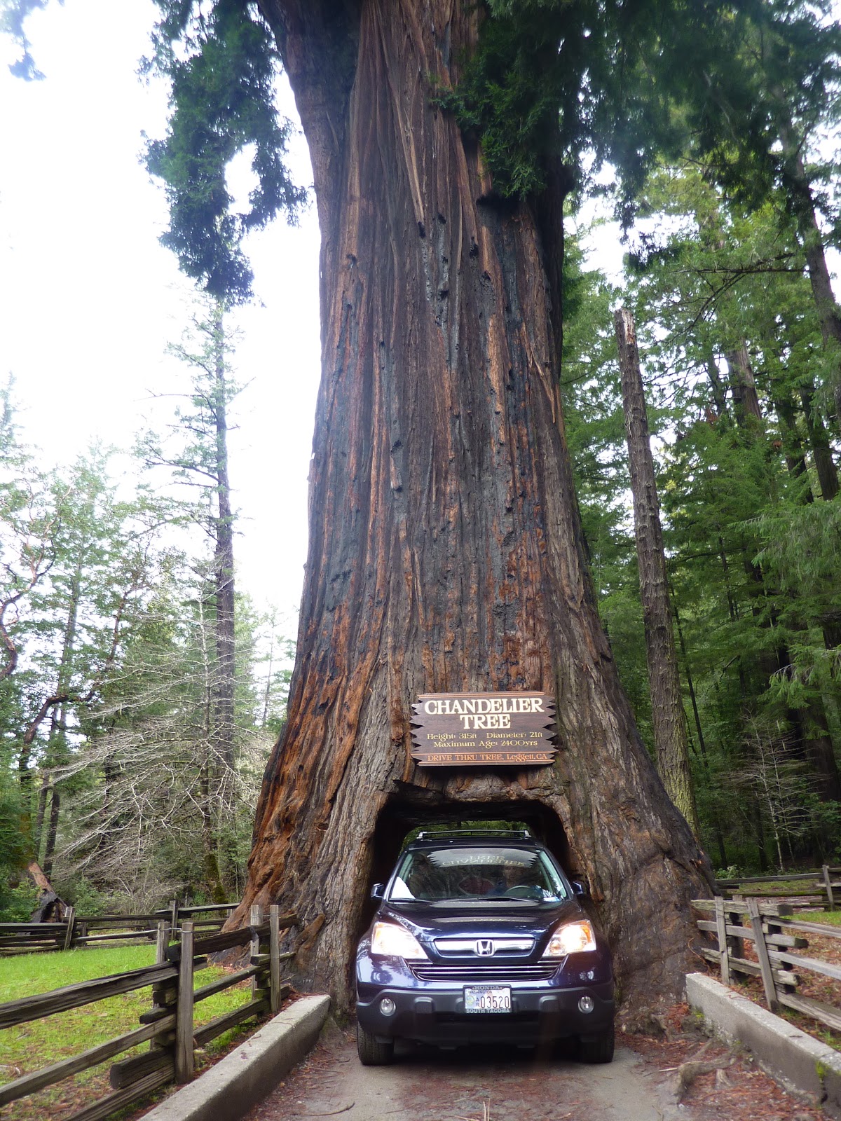 Living the Life of an Infantryman's Wife The Chandelier Tree