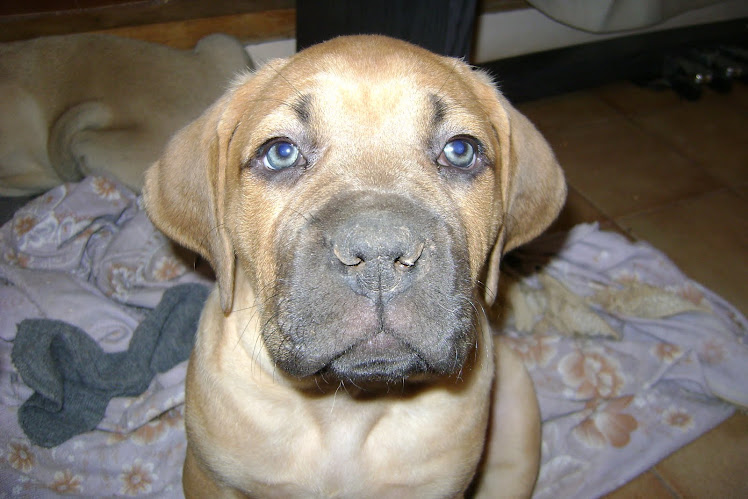 Lola