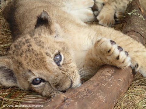 lions animal lion animals bolivian bolivia circus need unique cubs helping defenders wildlife misery historic rescued international seized cub wild