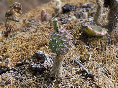 Cactácea en el Cerro Viejo a 1850 msnm