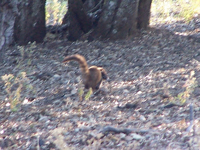 Cuatie en el Cerro Viejo