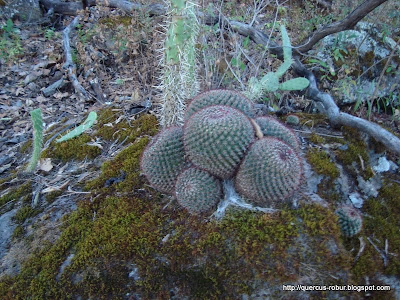 Nopal y un grupo de cactus