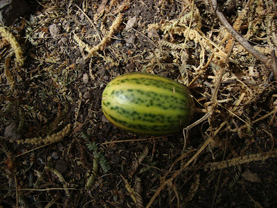 Fruto en el bosque subcaducifolio - Cerro Grande de Ameca