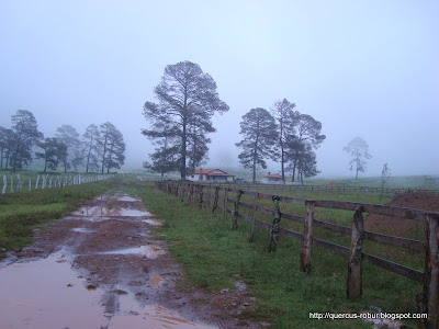 Cabañas en el bosque