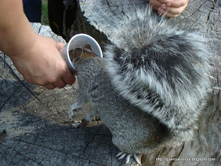 Ardilla gris tomando líquido