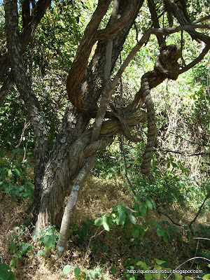 Plantas trepadoras formando lianas  hasta lso 1700 msnm