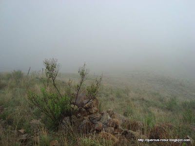 Neblina en las faldas del Cerro San Francisco