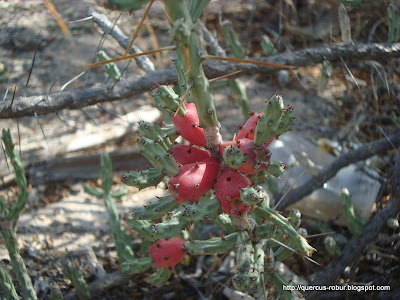 Cactácea en el semi-desierto de la Sierra Gorda, Querétaro