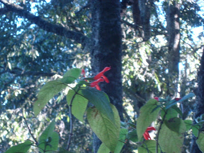 Espinosilla - Obtuve miel de esta planta