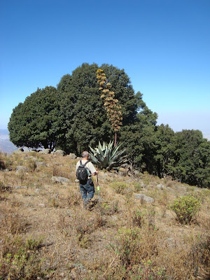 El tallo con frutos que sale de ese maguey mide ~12m