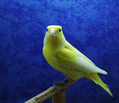 Mutaçôes Verdelhôes  Verderon%2B1