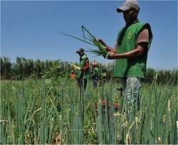 [plantacao-organicos.jpg]
