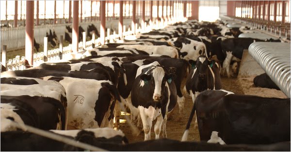 [13organic_CA0-articleLarge.jpg]