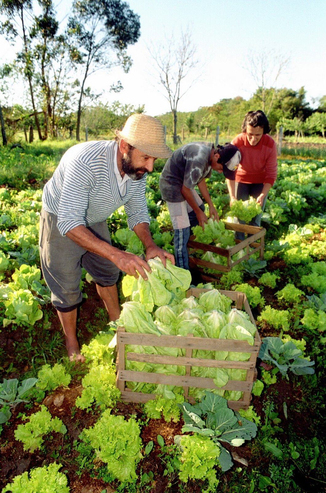[Alimentos organicos 0111.jpg]