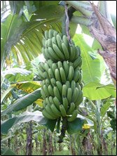 [banana2.jpg]