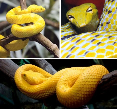 Амазинг елоу. Желтые животные. Amazing Yellow. Maxim Hardi amazing Yellow. У какой змеи желтый хвост на конце.
