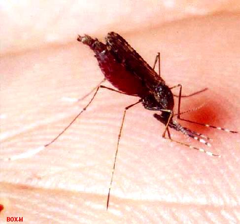 [000+lion+brand.jpg]