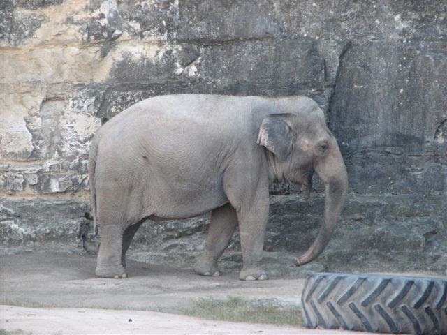 Lucky animals Lucky animals