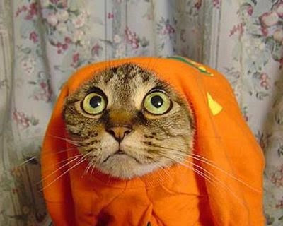 funny-animals.jpg