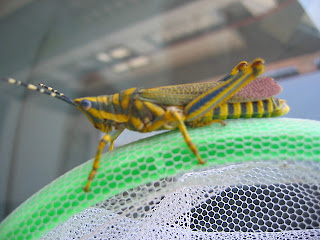 IMG 6550