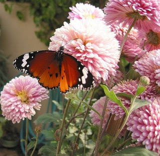 TAGS, AWARDS & A TON OF THANKS! 46 butterfly+2