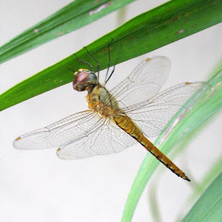 EXPLOSIVE MANGO-NECTARINE SALAD TO BEAT-THE-HEAT 24 IMG 2573