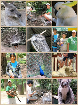 Coffee Butter Cake ... from The Australian Heritage Cookbook 35 koala+park1