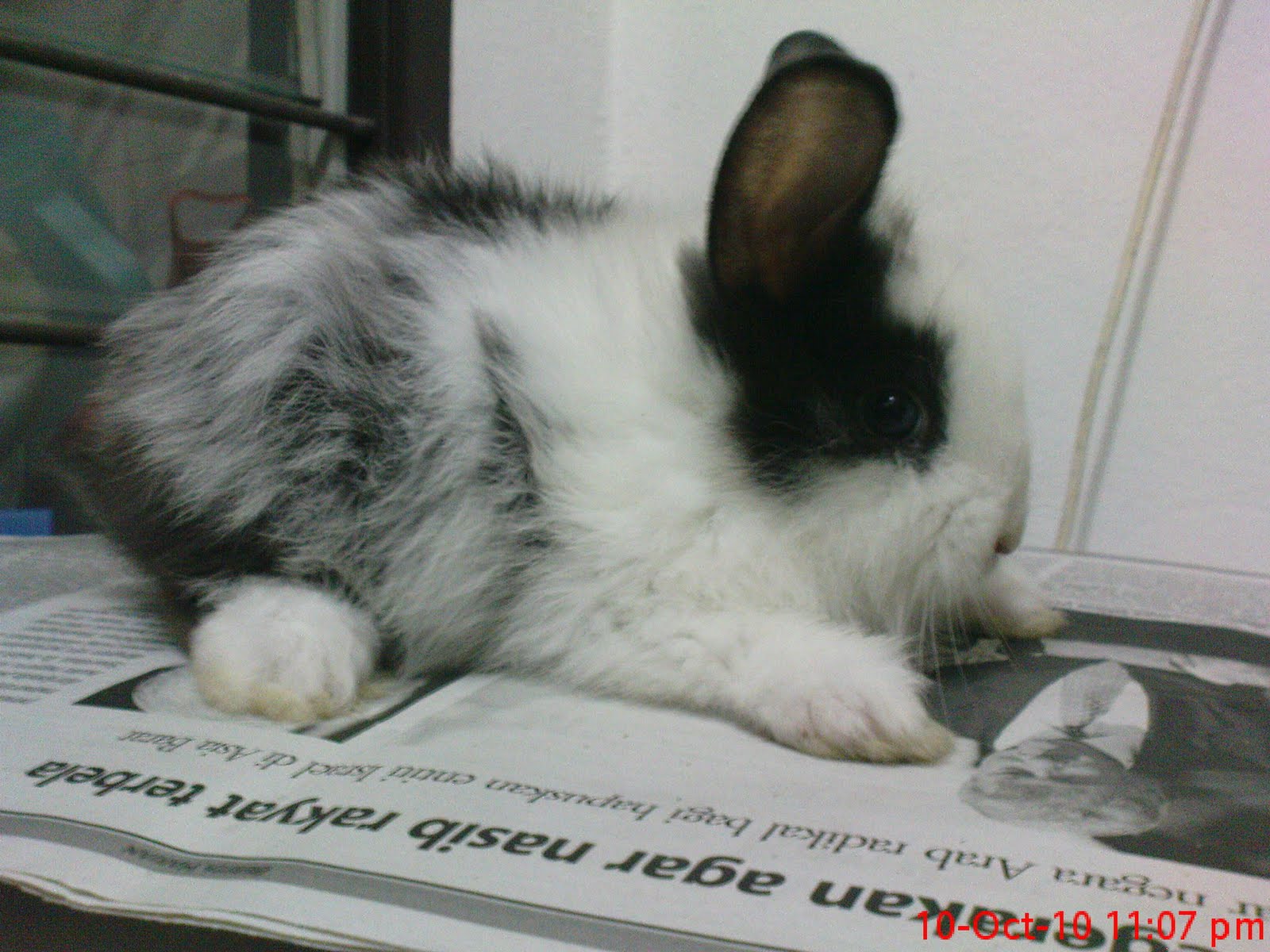 ARNAB ITU...RABBIT INI....