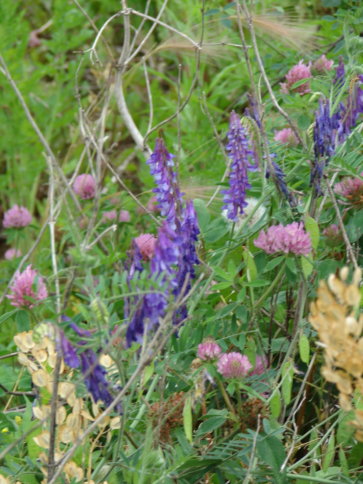 Nature Study Weeds and Wildflowers
