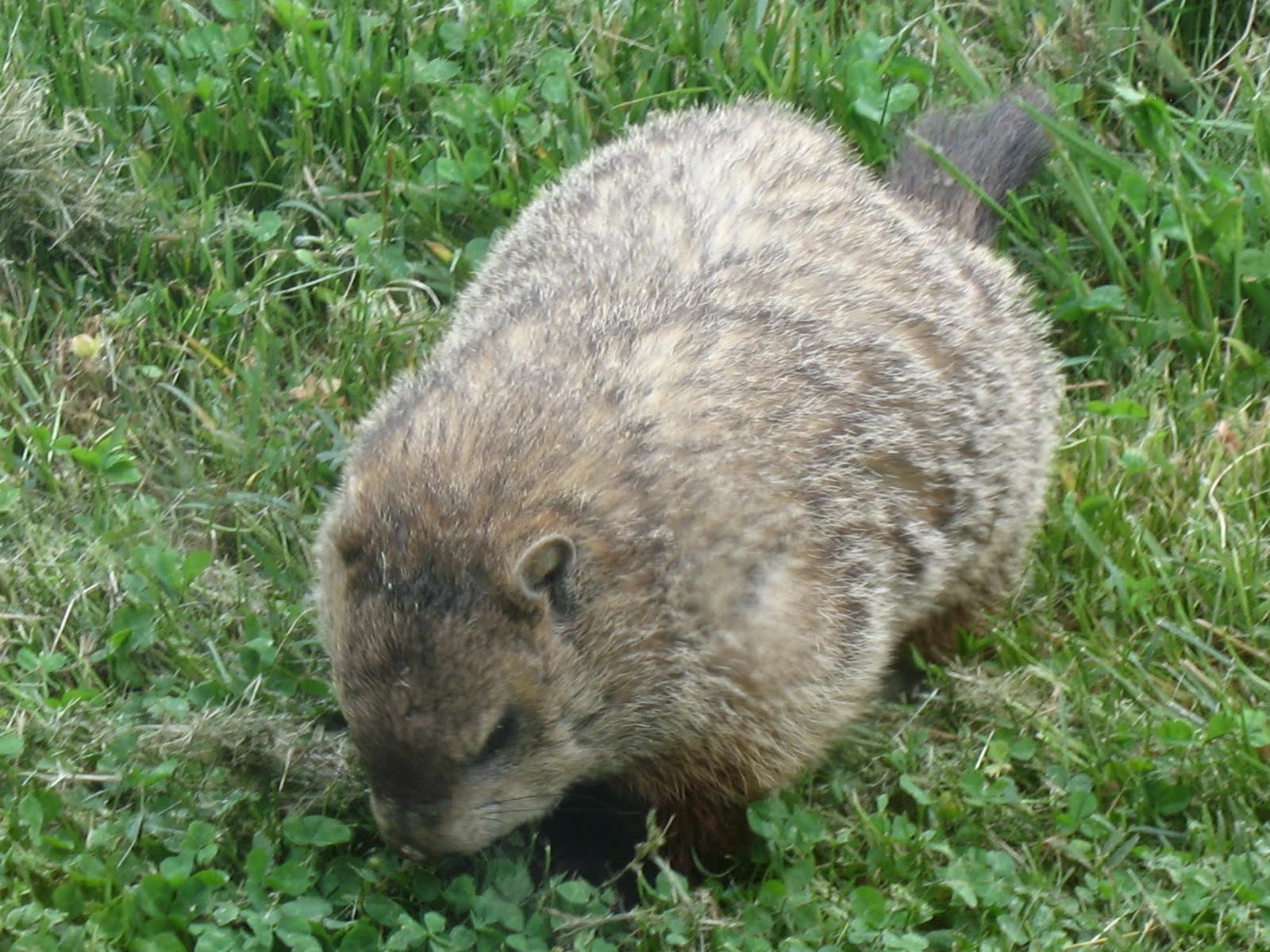 Razzberry Corner A Woodchuck's NearMiss