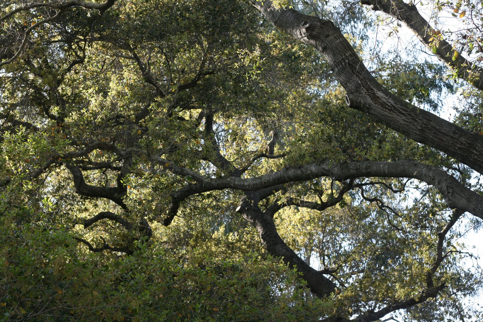 The Polished Pebble The Tale of the Five Buckets