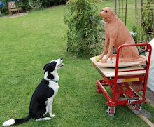 Collie meets Sculpture in Progress